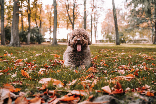 カメラを見ながら地面に寝そべっている美しいスペインの水の犬。晴れた秋の日には公園で楽しんでいます。秋の屋外ペット - 写真・画像