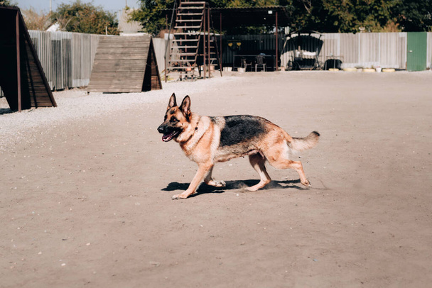 Kaunis musta ja punainen saksanpaimenkoira juoksee koiran leikkikentällä, koira on kävelyllä. Aikuinen täysiverinen hurmaava koira. - Valokuva, kuva