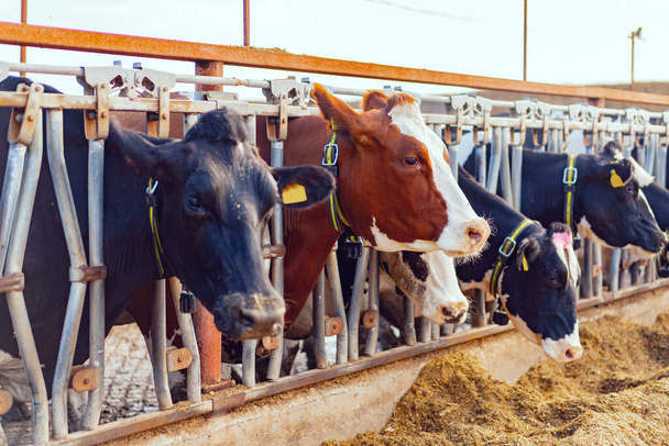 Cobertizo grande con vacas lecheras en la granja - Foto, Imagen