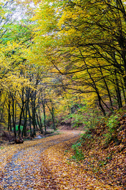 Colorful autumn in the forest - Central Europe.  - Photo, Image