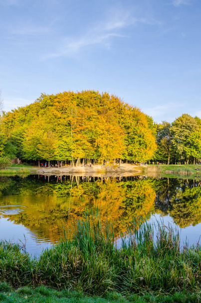 Landscape with autumn park in the sunny day. Yellow and green trees are displayed with reflection on the lake. - Foto, afbeelding