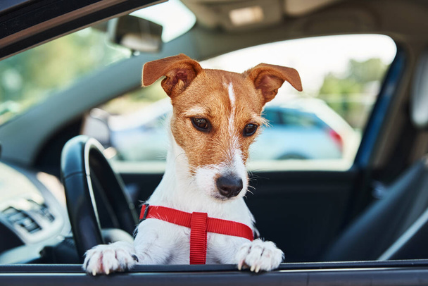 ジャック・ラッセル・テリア・ドッグが運転席に座っている。車の窓から外を見る犬 - 写真・画像