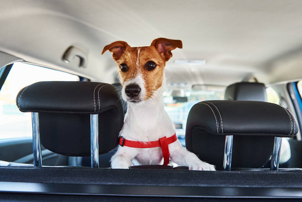 Jack Russell terrier perro mirando desde el asiento del coche. Viaje con un perro - Foto, imagen