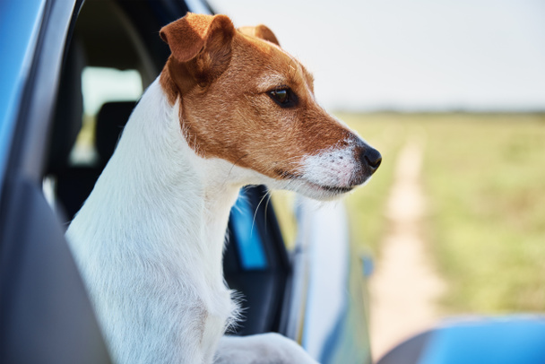 Jack russell terrier dog sits in the car on driver sit. Dog looking out of car window - Фото, изображение