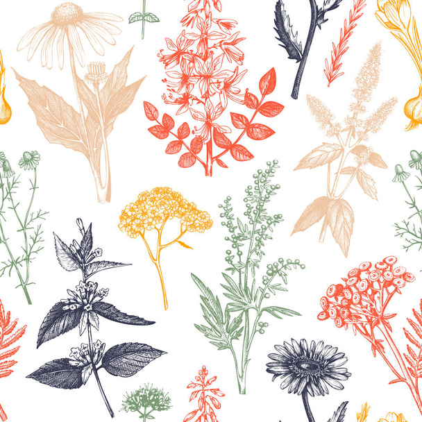 Botanical background with hand drawn spices and herbs. Decorative colorful backdrop with vintage medicinal plants sketches. Herbal seamless pattern.  - Vettoriali, immagini
