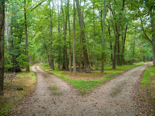Dwie ścieżki łączą się w jedną w tym krajobrazie hrabstwa Monmouth New Jersey. - Zdjęcie, obraz