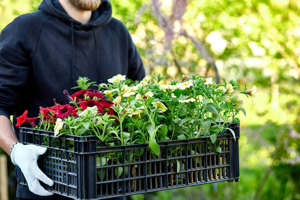Florist hold box full of petunia flowers. Gardener is carrying flowers in crate at shop. Man is shopping for flowers in garden center carrying basket. Gardener is ready for planting at springtime. - Photo, Image