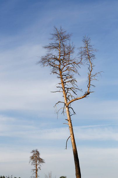 magányos száraz fa a kék ég ellen 2020 - Fotó, kép
