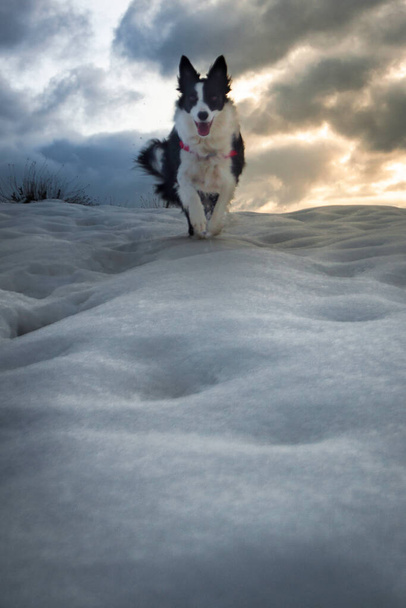 Een hond die met kerst in de sneeuw speelt. Jonge en grappige Border Collie. Winterfotografie, bevroren landschap - Foto, afbeelding