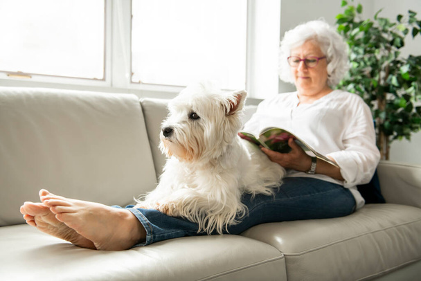 The Therapy pet on couch next to elderly person in retirement rest home for seniors - Foto, afbeelding