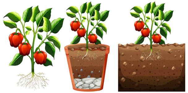 Zestaw roślin papryki z korzeniami izolowane na białym tle ilustracji - Wektor, obraz