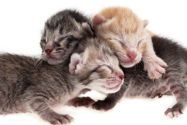 novorozené kočky - Fotografie, Obrázek