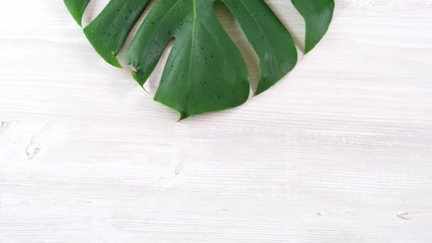 verde tropical verano monstera hojas sobre fondo blanco de madera, cámara lenta - Metraje, vídeo