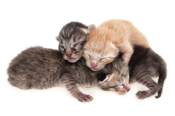 νεογέννητα γατάκια - Φωτογραφία, εικόνα