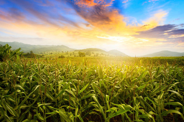 Kukuřičné pole. Krásné ranní svítání nad kukuřičným polem - Fotografie, Obrázek