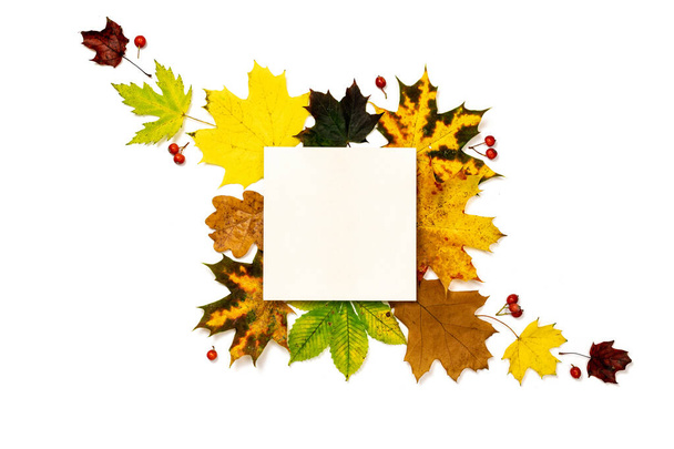 Autumn flat lay. Dried green leaves, yellow leafs and red berries in shape frame isolated on white background with blank space for text. Flat lay, top view, copy space - Photo, Image