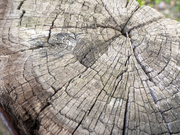 Holz Textur geschnitten Baumstamm Hintergrund - Foto, Bild