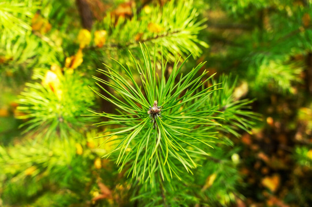 Ramita de pino con agujas de cerca. Fondo de planta verde natural con espacio de copia, macrofotografía, enfoque selectivo. Pinus sylvestris, árbol de Navidad - Foto, Imagen