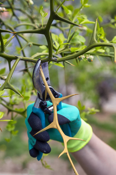 Cutting branches at spring. Gardener hand in gloves pruning fruit tree branch with garden secateurs. - Photo, image