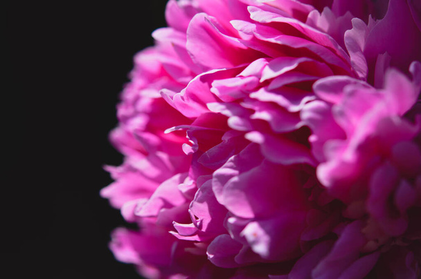 ピンクの牡丹は暗い背景を閉じます。ピンクの花、花弁が閉じて. - 写真・画像
