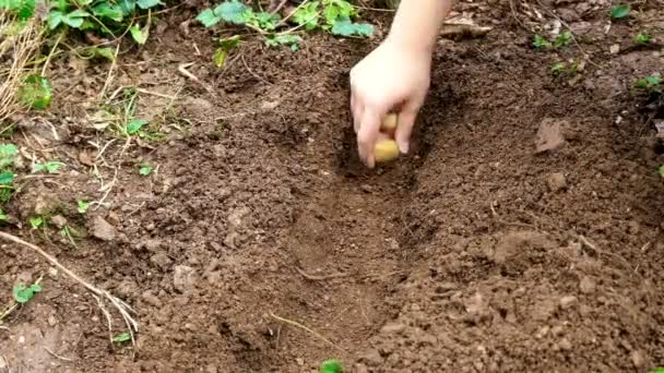 ジャガイモを手動で植える。植え付け用の有機畑にジャガイモを入れる。溝に手でジャガイモを植える - 映像、動画
