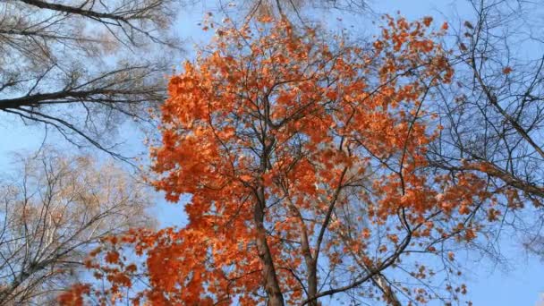 Árboles otoñales de fondo con hojas rojas de otoño sobre ramas balanceándose en el viento sobre un fondo de cielo azul. Hermosa naturaleza otoño.  - Metraje, vídeo