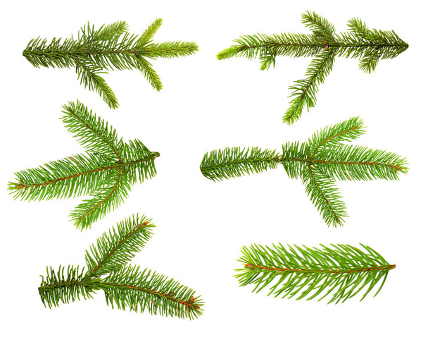 Sada jedlových větví. Vánoční strom, borovice, zima.  - Fotografie, Obrázek