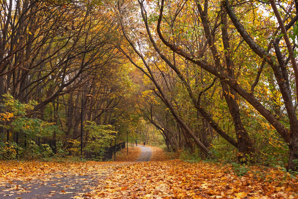 Podzimní park se stromy pokrytými žlutočervenými listy - Fotografie, Obrázek