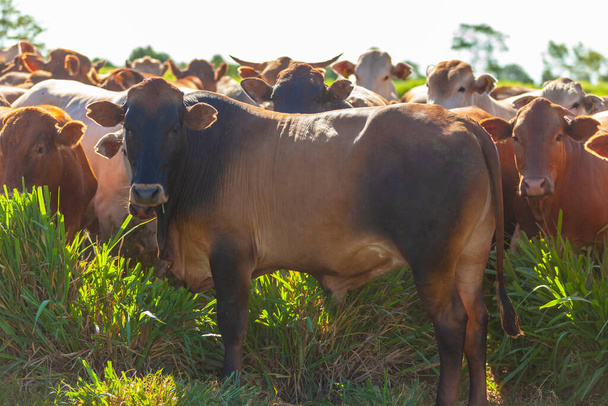 mandria di Nellore inseminata con vitelli Bonsmara, Mato Grosso do Sul, Brasile, - Foto, immagini