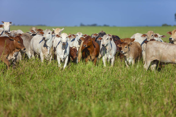 Nellore-lehmälauma Bonsmara-vasikoineen - Valokuva, kuva