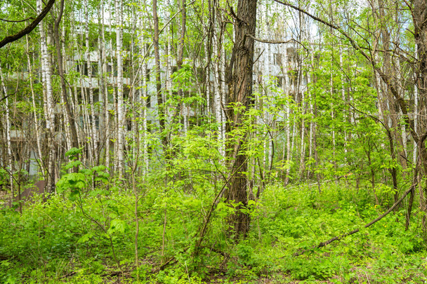 the woods of Pripyat, in Chernobyl, Ukraine. Exclusion Zone. - Zdjęcie, obraz