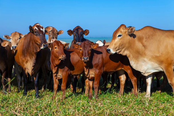 Bonsmara vasikoilla keinosiemennetty Nellore-karja, Mato Grosso do Sul, Brasilia, - Valokuva, kuva