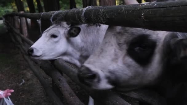 Veehouderij, verzorging van landbouwhuisdieren. Mensen voeden twee grote stieren met appels en wortelen door houten hek staven van kraal, close-up - Video