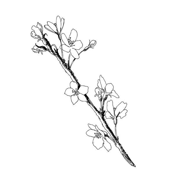 Hand drawn realistic cherry branch blossom isolated on white background. Branch sakura - blooming tree. Vector illustration - Vector, Image