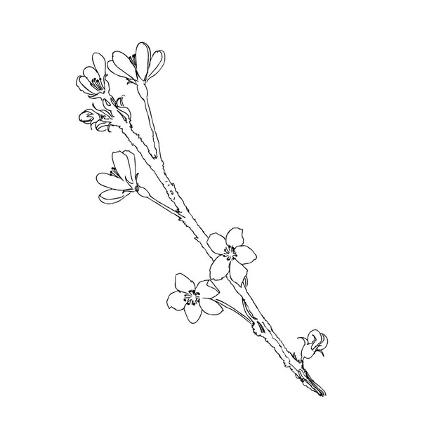 Hand drawn realistic cherry branch blossom isolated on white background. Branch sakura - blooming tree. Vector illustration - Vector, imagen