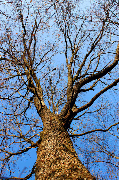 Кома дубовая
 - Фото, изображение