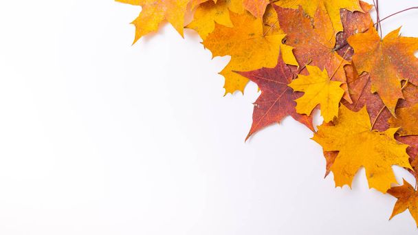 Fallen maple leaves on a white background with blank space. Autumn flat lay - 写真・画像
