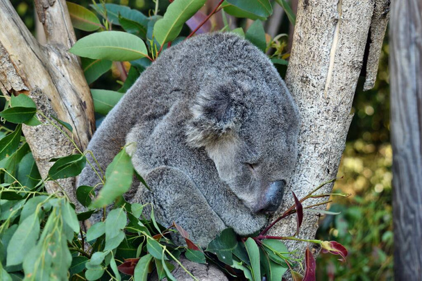 Очень большая коала спит на ветке дерева эвкалипт в Австралии - Фото, изображение