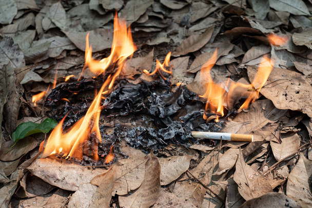 Крупним планом сигарету, що не палить, недбало кидають у суху траву на землі, що спричиняє небезпечний лісовий вогонь, екологічну котеджність через концепцію людської вини
 - Фото, зображення