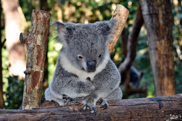 Roztomilý koala při pohledu na strom větev eukalyptus v Austrálii - Fotografie, Obrázek