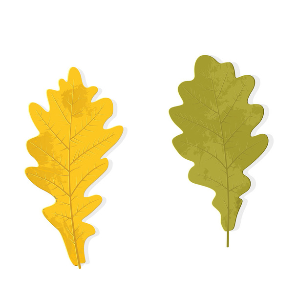Autumn oak leaf isolated over white - Vector, afbeelding