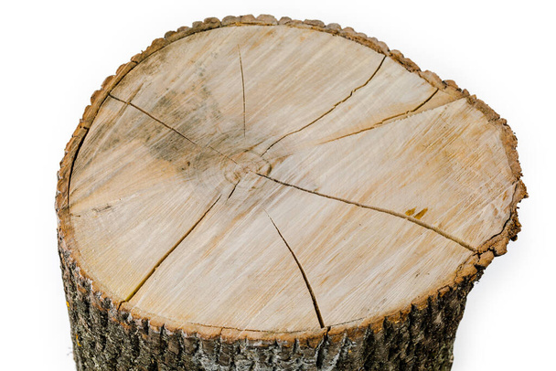 Drewniany pień izolowany na białym tle. Okrągłe drzewo liściaste z pierścieniami rocznymi w postaci tekstury drewna. - Zdjęcie, obraz