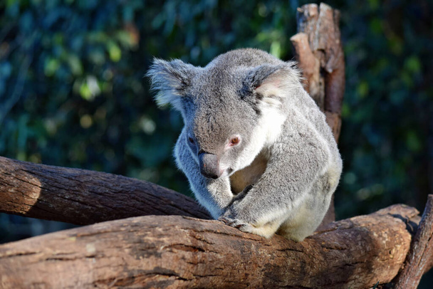 かわいいコアラはオーストラリアの木の枝ユーカリの上に座っている - 写真・画像