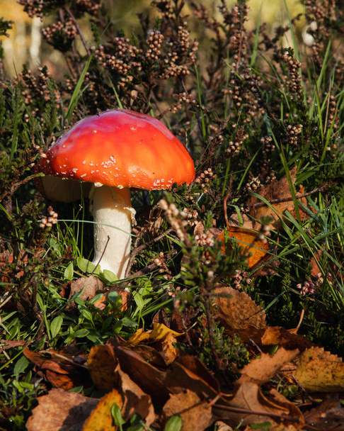 Cogumelo Amanita com folhas e musgo no chão da floresta - Foto, Imagem