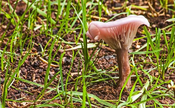 Cogumelo rosa selvagem em novo crescimento de grama depois de boa chuva. - Foto, Imagem