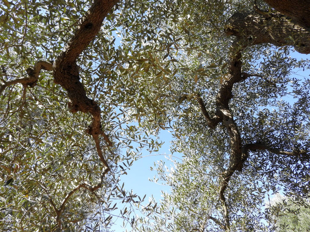 Salento İtalya 'daki yüzüncü zeytin ağaçlarının alt görüntüsü - Fotoğraf, Görsel