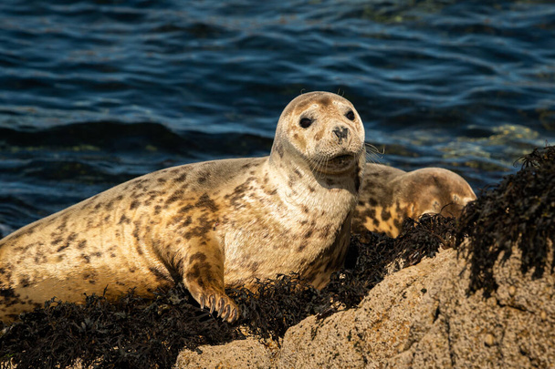 A young harbor seal lying on a rock, sunny day in summer, Les Sept Iles, Brittany (France) - Photo, Image