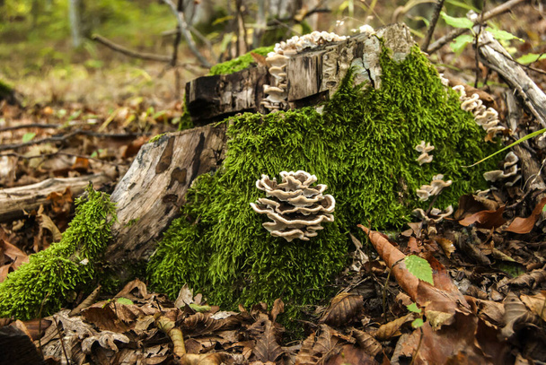 Wood mushrooms closeup on green mossy trunk in autumn forest - Photo, Image