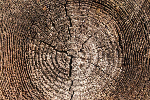 Superficie in legno di quercia tagliata con cerchi annuali primo piano - Foto, immagini