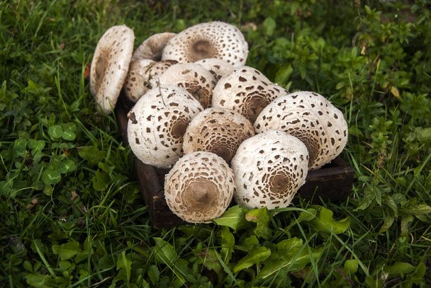Parasol mushrooms Macrolepiota procera picked closeup as food background - Photo, Image